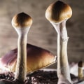 From Forest Floor To Inner Peace: Exploring Magic Mushrooms For Stress Relief